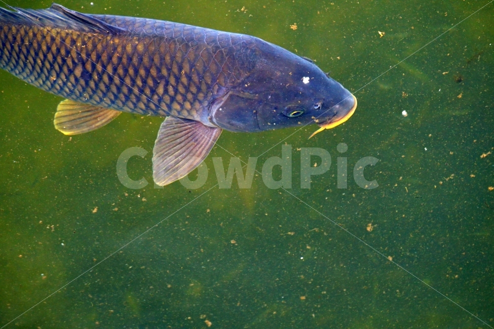 잉어,물고기,생선,어류,fish,동물,animal,붕어,물,water,강,하천,river,자연,nature,물속,여름,summer,수영,헤엄,지느러미,낚시,호수,lake,한국의자연,한국풍경,동물,animal,어류,물고기,fish