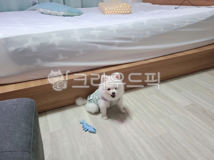 sitting puppy,form,puppy,yawn,pomeranian,pretty puppy,floor,white puppy