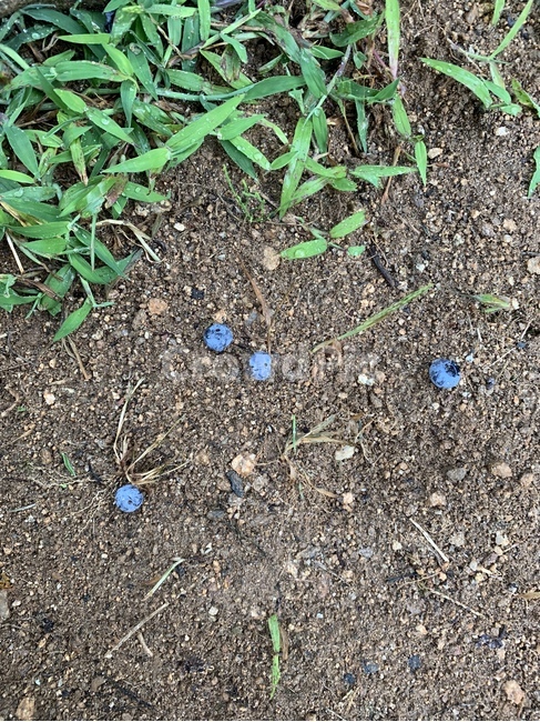 자연,블루베리,흙,초록색,감성,blueberry,green,rain