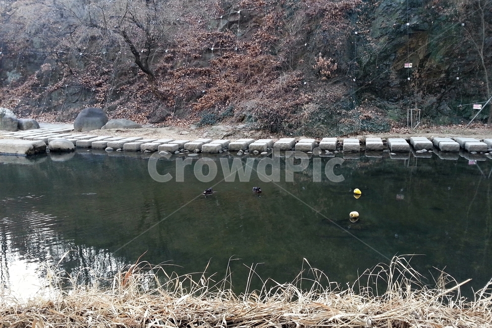 오리,하천,조류,물,반영,겨울,stream,winter,duck,birds,reflection,stone,bridge,자연,풍경,nature,landscape,water,outdoors,옥외