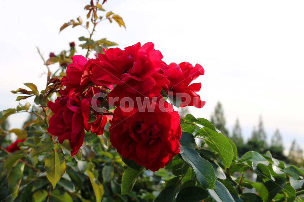 장미,꽃,장미꽃,식물,덩굴식물,붉은장미,자뎅드프랑스,자연,식물,자연,plants,nature,꽃,flower