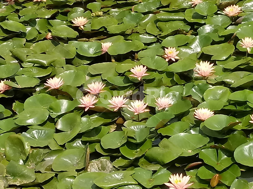 수련,다년생초본식물,수생식물,이판화,쌍자엽식물,자우련,waterlily