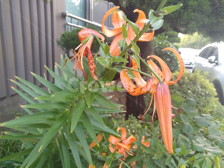 참나리,나리,lily,백합,나리꽃,lilium,알나리,식물