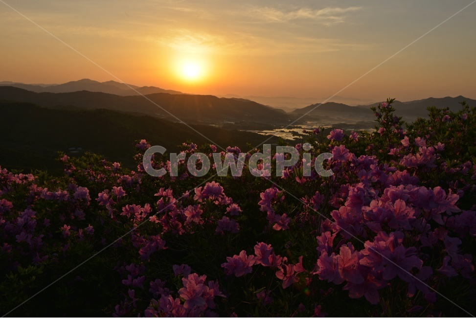 전남,남원,봉화산,봄,철쭉,아침,일출,light,빛,flare,플레어,sunlight,햇빛,자연,풍경,nature,landscape