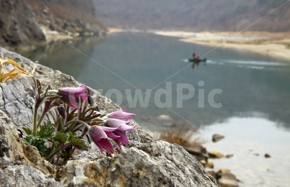 동강,동강할미꽃,영월,사진,사진취미,식물,자연,plants,nature,꽃,flower