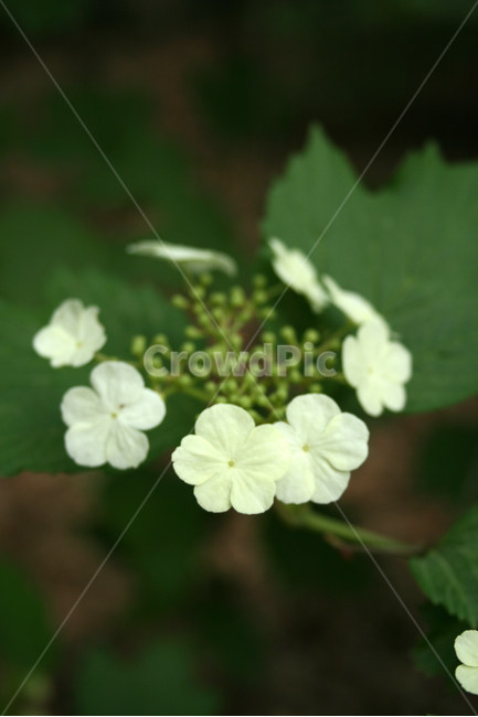 식물,flower,꽃,수국,하얀꽃,식물,자연,plants,nature,꽃,flower