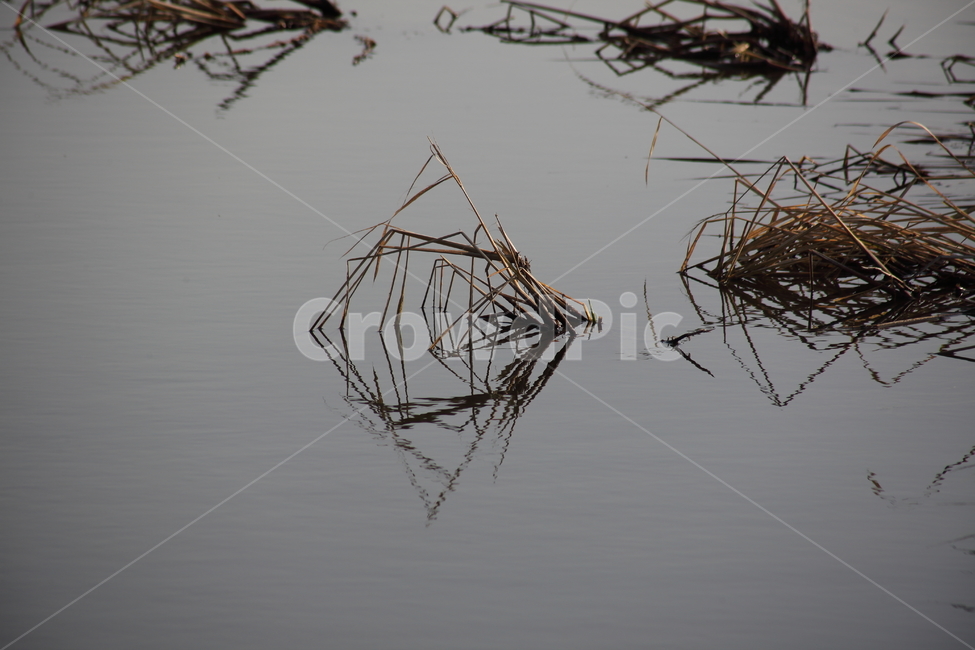 풀,물,반영,reflection,습지,자연,풍경,nature,landscape,outdoors,옥외,land,땅,water