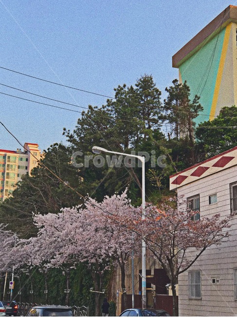 벚꽃,꽃,나무,자연,노을,풍경,배경,봄,보정,거리,season,springmtrees,flower,봄,계절,spring,season,도시,풍경,city,landscape