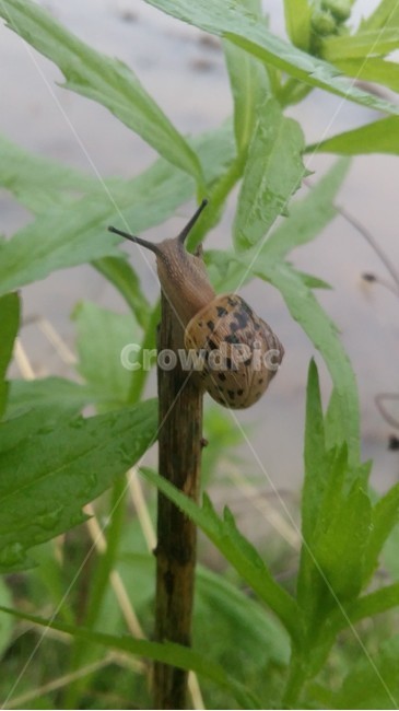 달팽이,달팽이집,논생물,논생태,논,동물,animal