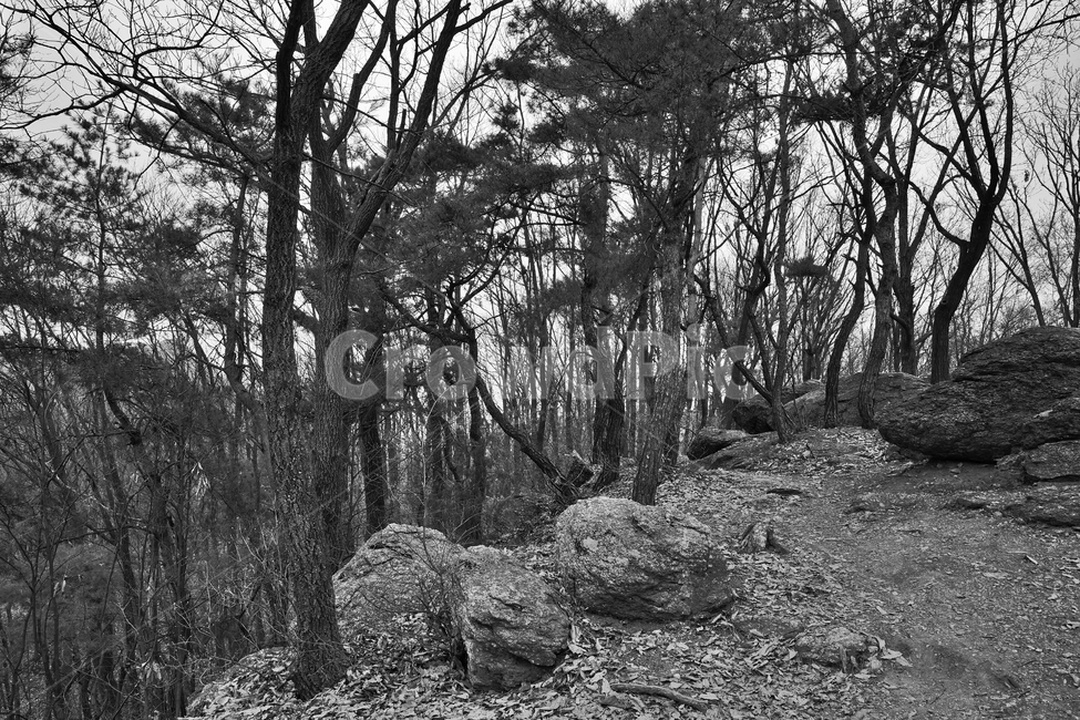 모락산,산,의왕시,자연,바위,나무,낙엽,계절,흑백,소나무,자연,풍경,nature,landscape
