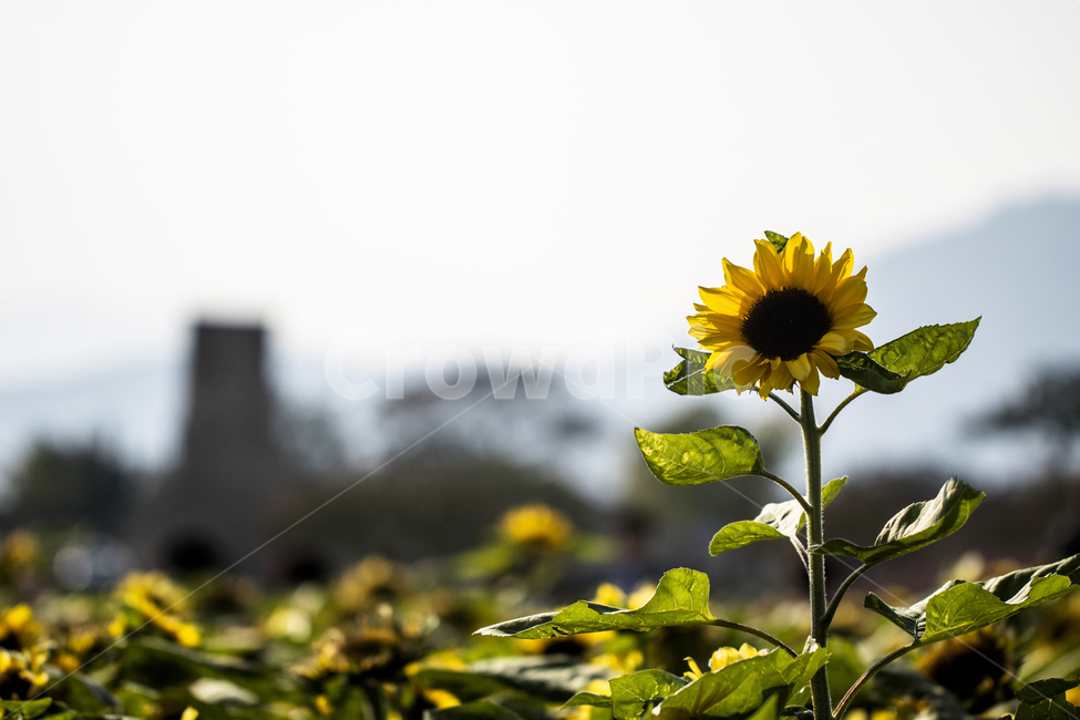 해바라기,꽃,식물,가을,자연,풍경,경치,하늘,첨성대,경주,식물,자연,plants,nature,꽃,flower