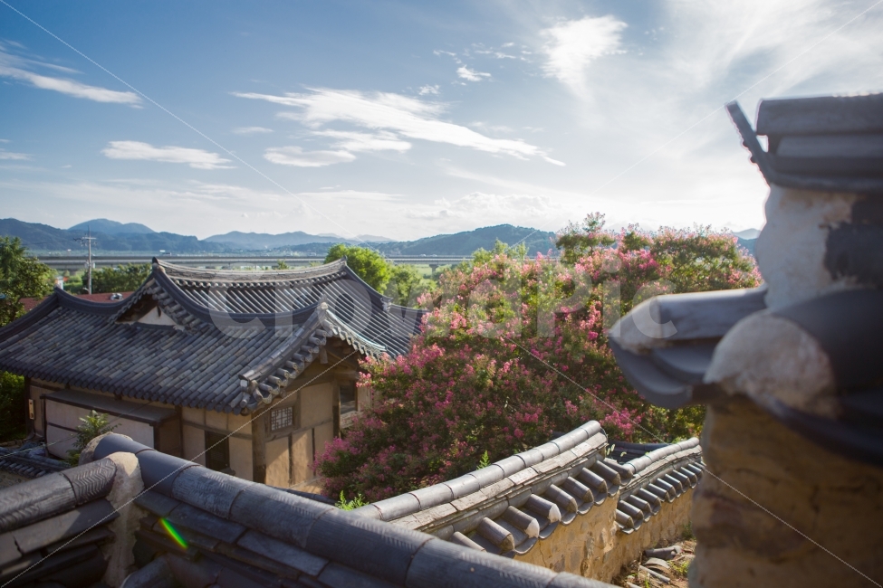 고택,풍경,하늘,자연,한옥,백일홍,한국전통,한국문화,korean traditional,korean culture,건축물,건물외관,exterior,building,structure,architecture,construction
