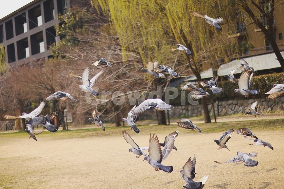 비둘기,새,조류,비행,dove,동물,animal,조류,새,birds