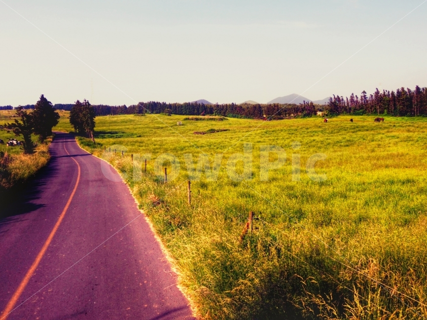 제주,목장,아름다운길,젖소,여행,드라이브,자연,풍경,nature,landscape,제주도,jeju,jeju island,road,도로