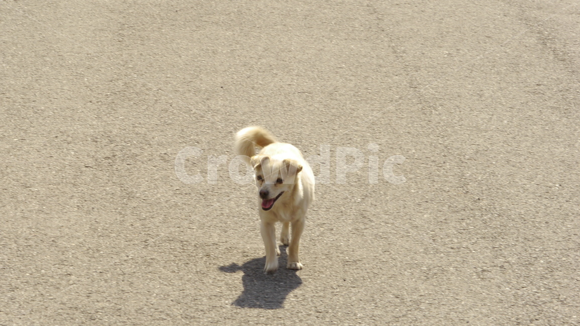 강아지,똥개,개,진돗개,복실이,동물,animal,포유류,mammal,개,강아지,dog,doggy