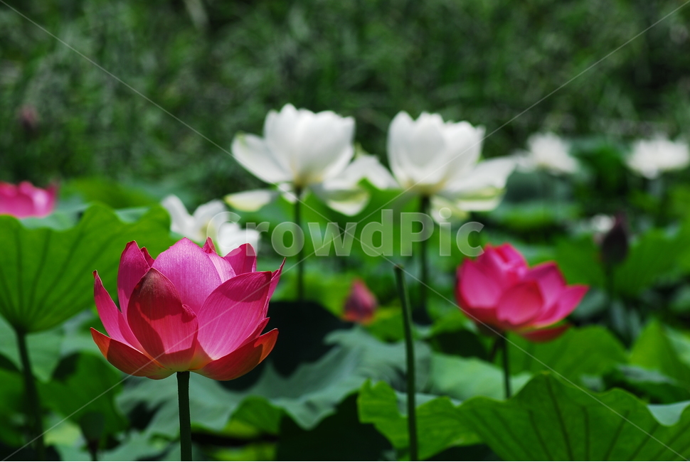 꽃,연꽃,궁남지,불교,여름,식물,자연,plants,nature,꽃,flower