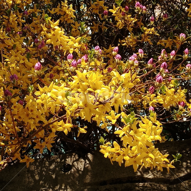 개나리,자연,봄,꽃,봄꽃,꽃봉오리,노랑,flower,계절,식물,따뜻함,감성,plants,nature,plant,springseason,sensiblefeeling