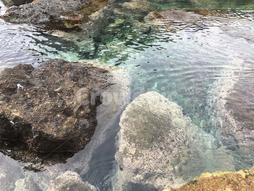 울릉도,독도,바다,아름다운,에메랄드,자연,풍경,nature,landscape,rock,록,plant,식물