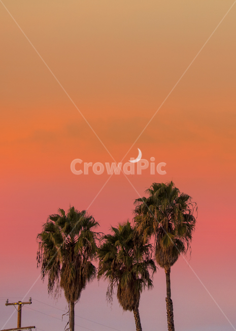 california,sunset,palmtree,moon,캘리포니아,미국,해질녘,노을,야자수나무,달,자연,옥외,nature,outdoors