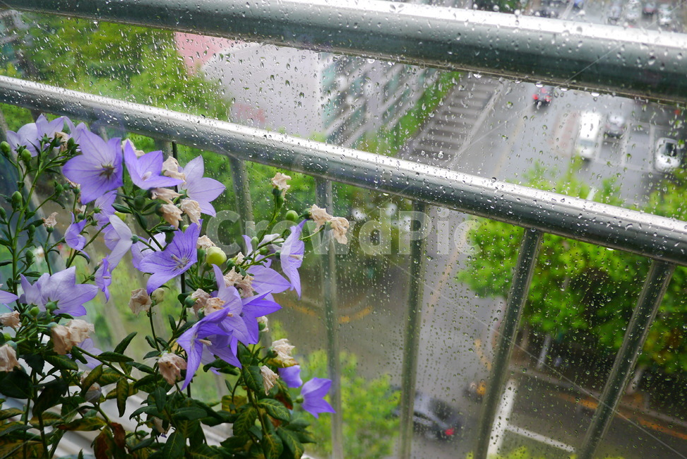 도라지꽃,비오는날,화분,보라색,비,비,비오는날,rain,rainy