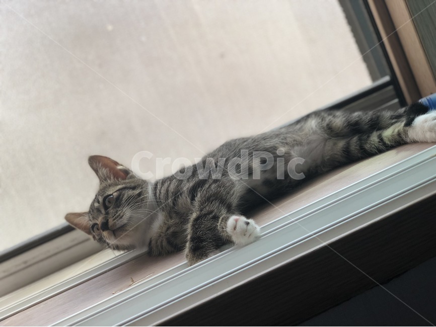 냥이,고먕이,반려묘,아기고양이,동물,귀여운