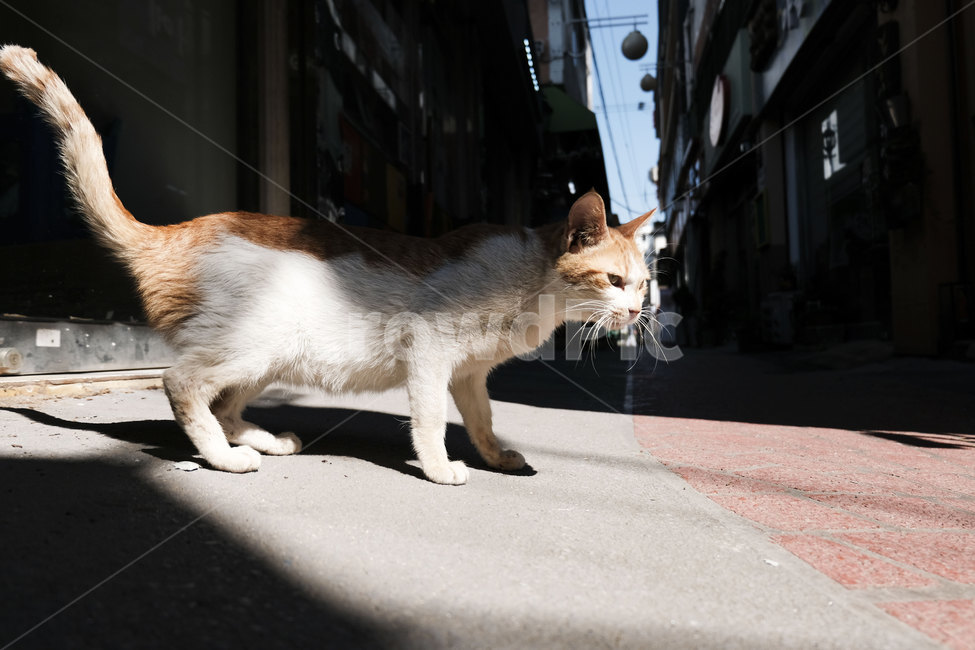 고양이,동물,포유류,길,cat,animal,mammal,골목,골목길,alley