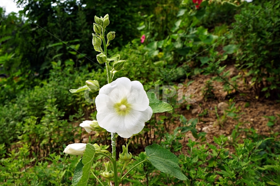 접시꽃,희색,꽃,hollyhock,식물,봉오리,자연,꽃봉오리,황촉화,아시아원산지,아욱과,이년생,일일화,도종환
