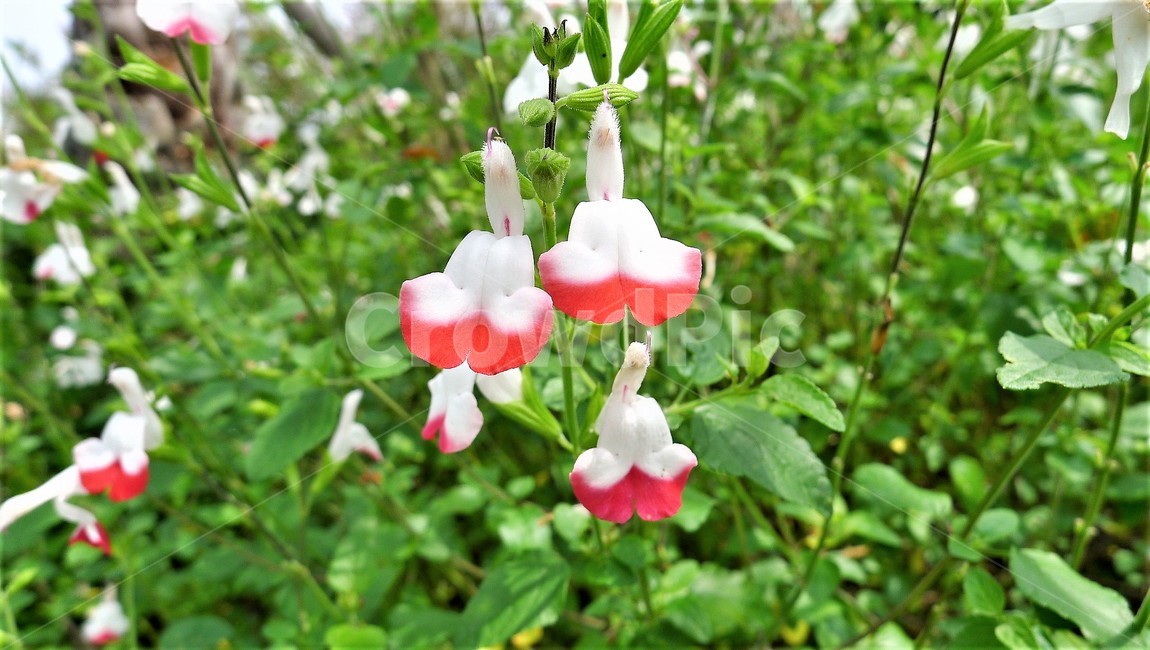 꽃,식물,자연,초여름,나뭇잎,아름다움,식물,자연,plants,nature,꽃,flower