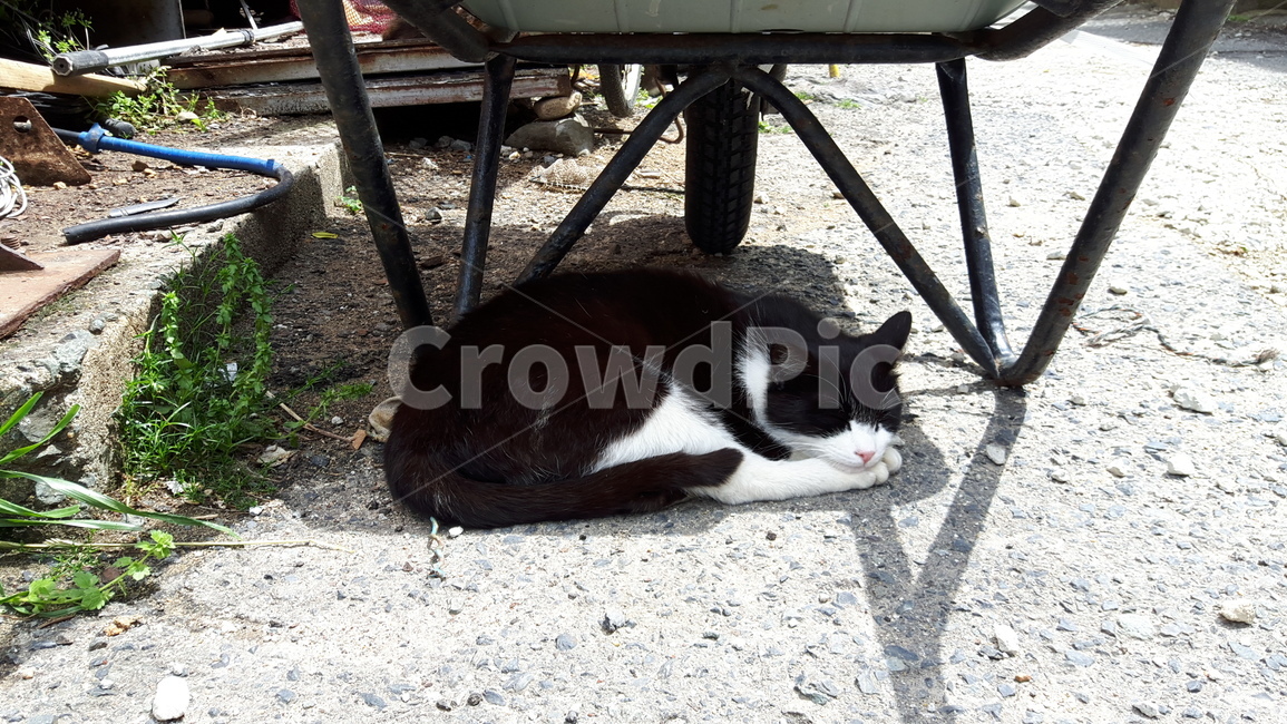 고양이,고양이섬,후쿠오카,아이노시마,일본고양이섬