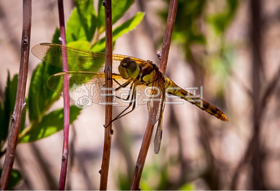 Whitefaced dragonfly,dragonfly,sympetrum,kunckeli,dragonfly family,insect,animal,invertebrate