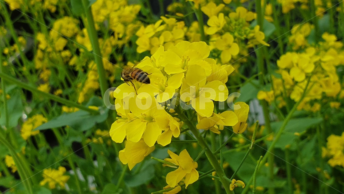 벌,노란색,유채꽃,꿀벌,매크로,접사,귀여움,yellow,bee,일벌,work,봄,계절,spring,season,식물,자연,plants,nature,꽃,flower,동물,animal,곤충,벌레,insect,bug,invertebrate,무척추 동물,honey bee