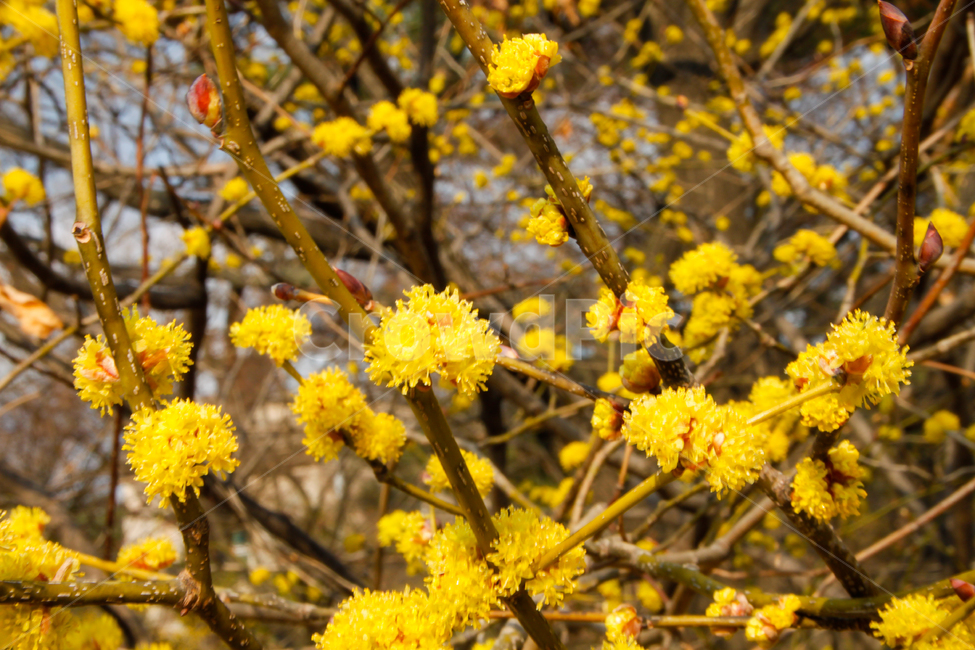 plant,식물,pollen,화분,춘분