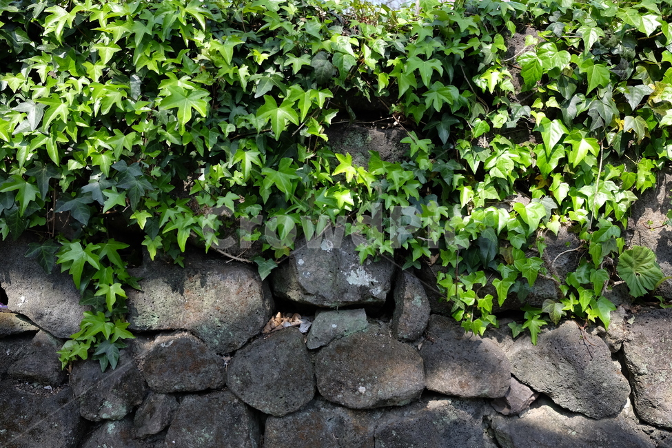 돌담,담쟁이,나뭇잎,잎,담장,자연,풍경,배경,식물,자연,plants,nature