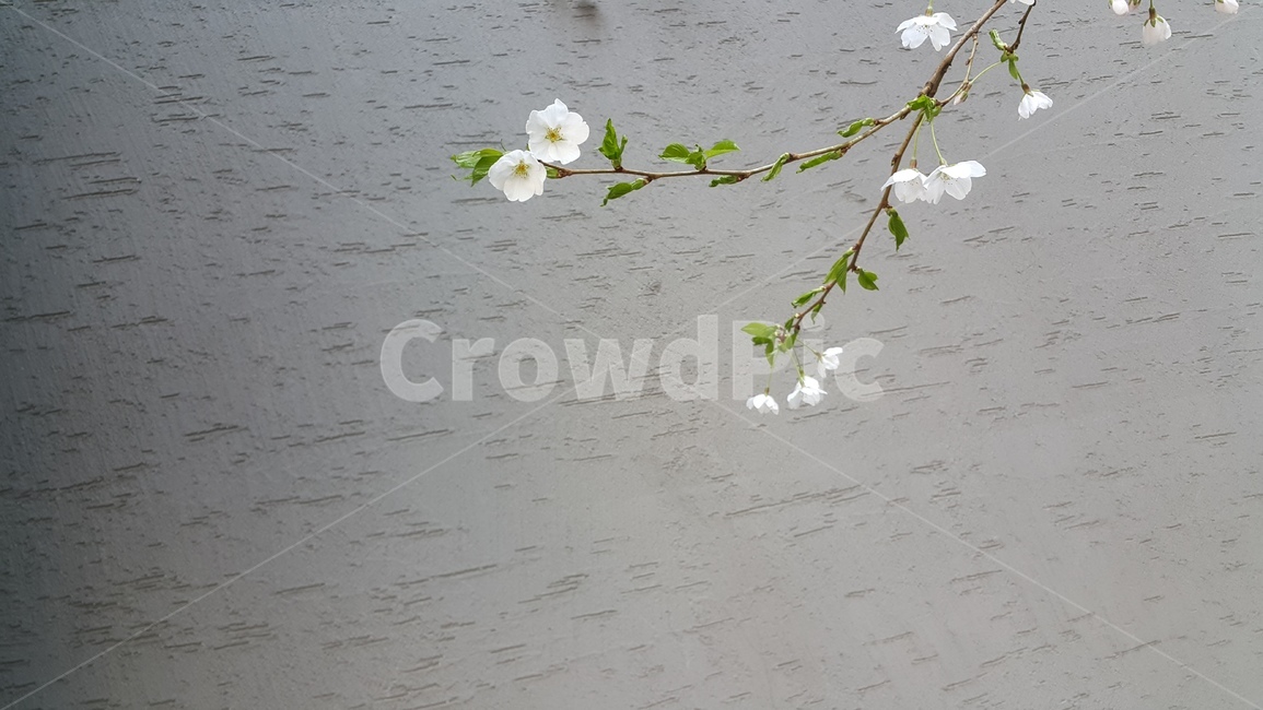 벚꽃,벚꽃나무,봄꽃,나무,식물,봄,계절,spring,season,자연,풍경,nature,landscape,식물,plants,꽃,flower,plant