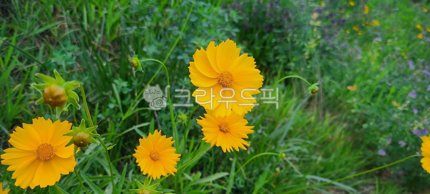 식물,자연,노란꽃,들꽃,꽃,flower,국화과,plant