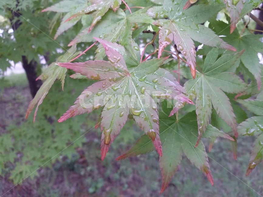 leaf,잎,plant,식물,tree,나무,단풍,식물,자연,plants,nature