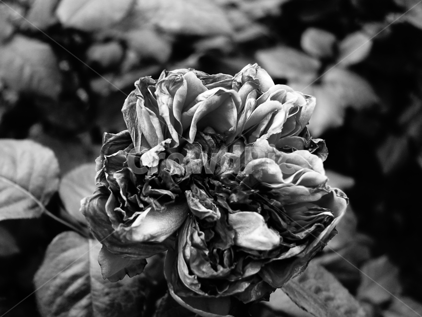 bnw,장미,흑백,봉우리,죽음,식물,자연,plants,nature,흑백,모노톤,monochrome,black and white