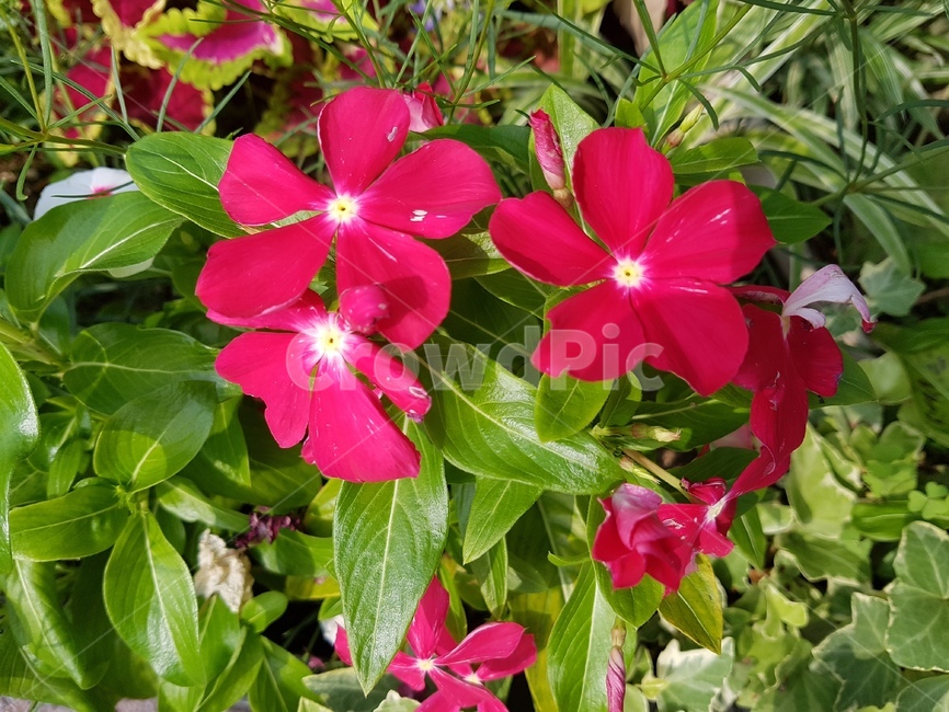 blossom,꽃,식물,plant,여름꽃,식물,자연,plants,nature,꽃,flower