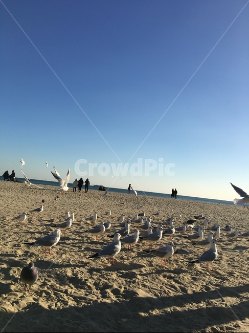 bird,새,겨울바다,바다,sea,beach,bluesky,파란하늘,갈매기