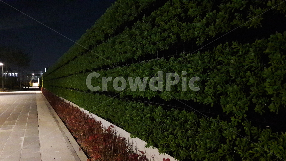 풀,공원,벽,초록색,식물,자연,풍경,nature,landscape,hedge,방지책,fence,울타리,plant