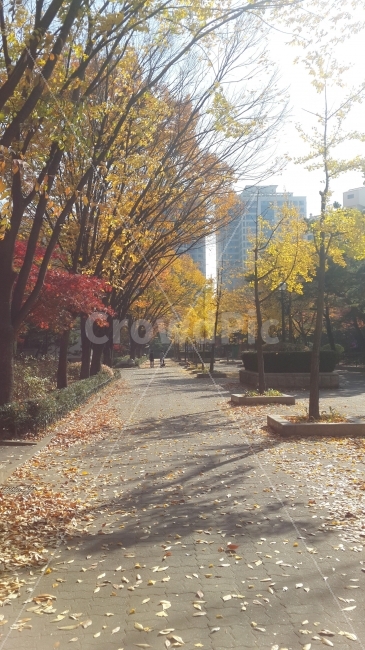 가을,단풍,단풍잎,은행,은행잎,길,가로사진,가을길,가을,계절,fall,autumn,season,도시,풍경,city,landscape,한국도시풍경,한국도시경관,korea cityscape,tree,나무,plant,식물,leaf,잎