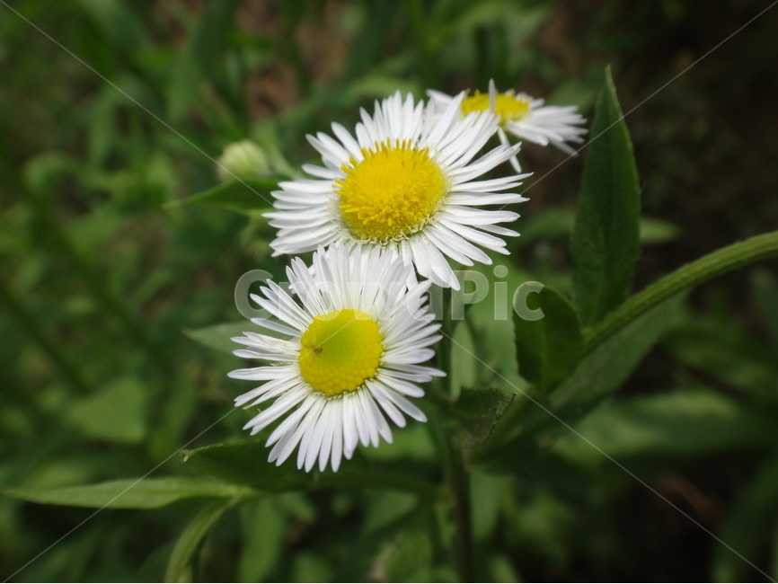 꽃,하얀꽃,노란꽃,풀잎,자연,식물,자연,plants,nature,꽃,flower