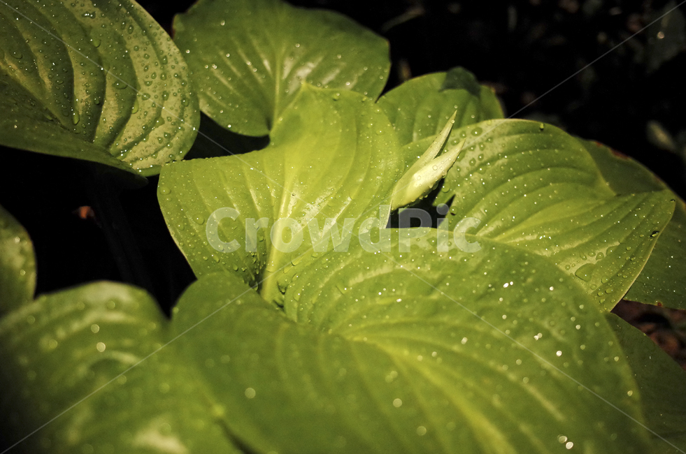 plant,식물,leaf,잎,veins,정맥,droplet,작은물방울,비,rain,rainyday,비오는날,비내리는날,water,물,green