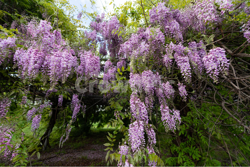 등나무꽃,등꽃,자연,wisteria,flower,하늘,구름,sky,식물,자연,plants,nature,꽃,flower