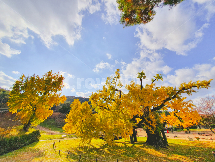 tree,나무,plant,식물,nature,옥외,outdoors,자연,은행나무,가을,풍경,구름,서원,가울,은행나무잎,노란색,배경화면,계절,단풍,하늘,400년,오랜된나무,400년은행나무,가을,계절,fall,autumn,season,자연,풍경,nature,landscape
