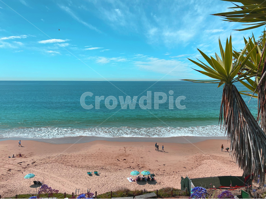 summer,vacation,californiabeach,palmtree,benches,여름,바닷가,해안선,물,sea,자연,바다,연안