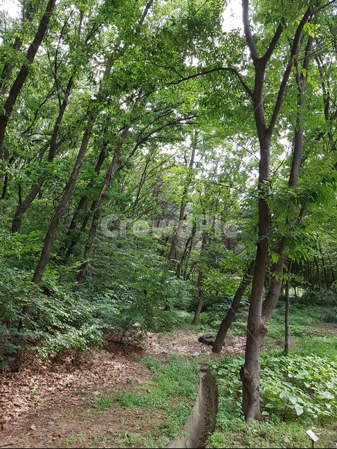 우장산,숲속,하늘,나들이,동네산,산책,나무,수풀,오후,구름,햇빛,식물,자연,plants,nature,나무,trees,wood