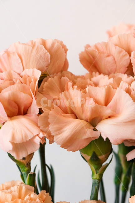 꽃,blossom,flower,식물,plant,꽃,flower