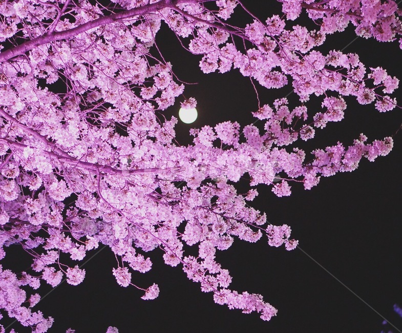 cherryblossom,flower,springflower,벚꽃,벚꽃야경,야경,밤,풍경,nightscape,night,landscape,식물,자연,plants,nature,꽃,flower