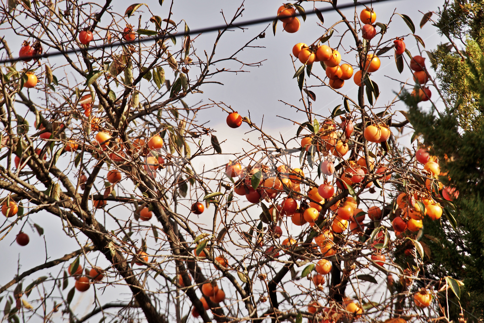 감,감나무,식용,가을,계절,단감,자연,가을,계절,fall,autumn,season,나무,trees,wood,과일,열매,fruit,plant,식물,food,음식,persimmon